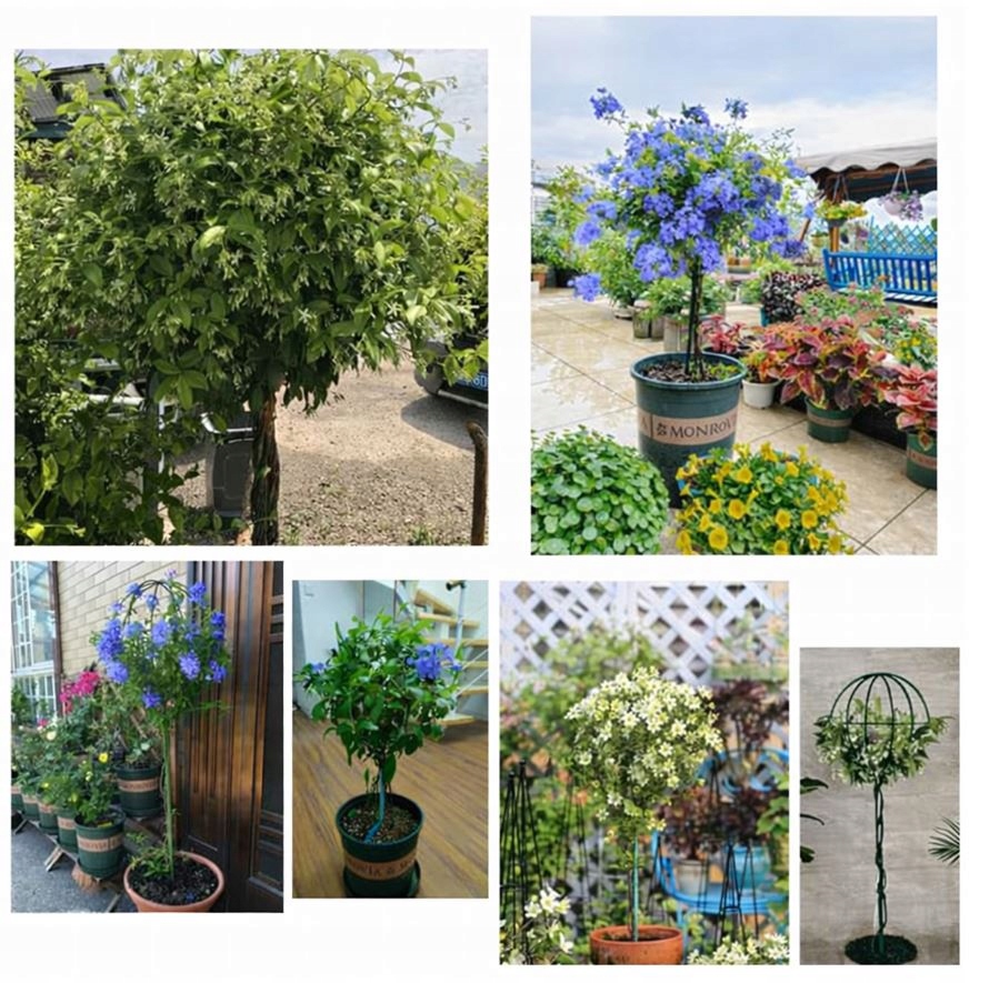 PERGOLA OGRODOWA TARASOWA METALOWA PODPORA DO PNĄCZY RÓŻ KWIATÓW 50X10CM