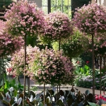PERGOLA OGRODOWA TARASOWA METALOWA PODPORA DO PNĄCZY RÓŻ KWIATÓW 50X10CM