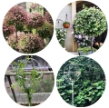 PERGOLA OGRODOWA TARASOWA METALOWA PODPORA PNĄCZY RÓŻ KWIATÓW 50X10CM BIAŁA