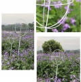 PERGOLA OGRODOWA TARASOWA METALOWA PODPORA PNĄCZY RÓŻ KWIATÓW 50X10CM BIAŁA