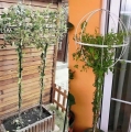 PERGOLA OGRODOWA TARASOWA METALOWA PODPORA PNĄCZY RÓŻ KWIATÓW 50X10CM BIAŁA