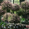 PERGOLA OGRODOWA TARASOWA METALOWA PODPORA DO PNĄCZY RÓŻ KWIATÓW 50X10CM