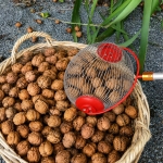 ZBIERACZ TELESKOPOWY DO ORZECHÓW PIŁEK JABŁEK OWOCÓW ZBIERAK TRZON 48-105cm